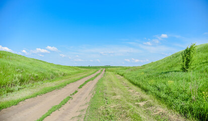 Fototapeta na wymiar Green field in summer on a background of blue sky