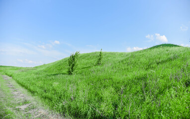 Green field in summer on a background of blue sky