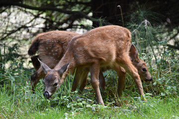 Deer