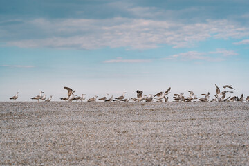 Fototapeta na wymiar Flock of seagulls on the beach