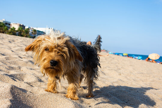 Un Bonito perro en la playa