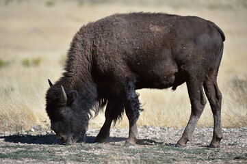 american bison buffalo