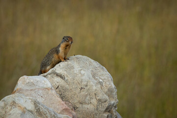 On lookout 3