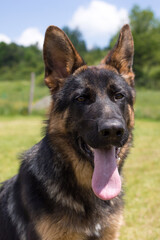 Young German Shepherd dog sitting on the grass