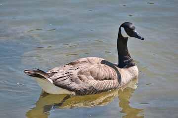 Canada geese brown with black and white neck swimming in a local river on a beautiful summer day