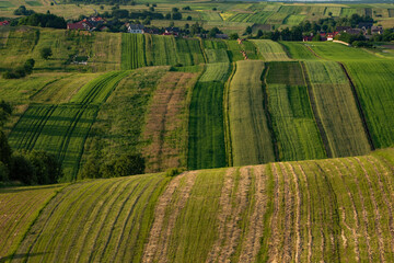 Falujące pola