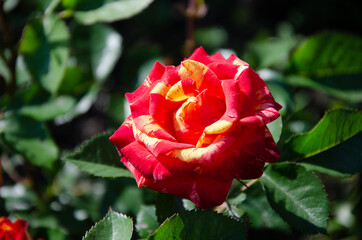 Red rose with yellow spots, 