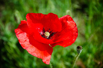 Blooming red, beautiful poppy in the meadow in the garden.