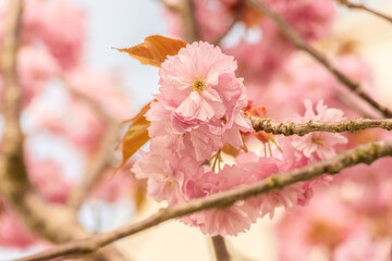 Pink cherry blossom tree in early spring.