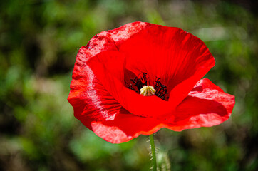 Blooming red, beautiful poppy in the meadow in the garden.