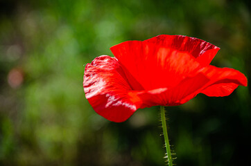 Blooming red, beautiful poppy in the meadow in the garden.