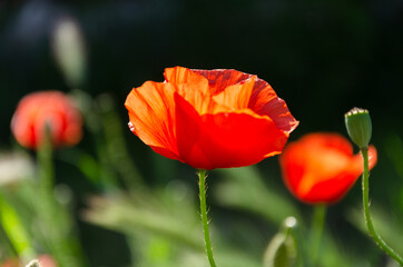 Blooming red, beautiful poppy in the meadow in the garden.