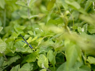 Blue dragonfly on green leaves