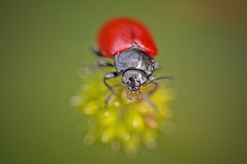 Red and black insect