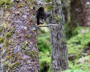 A Black Bear Cub is hesitant to come down from his hiding place. 