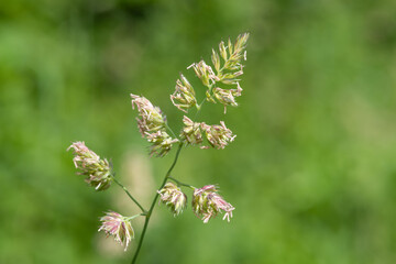 Close up of seeds and pollen on a cat grass (dactylis glomerata) plant