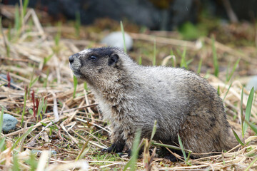 A Marmot strikes a watchful poise
