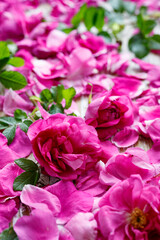 Fragrant edible roses and petals perfect for making jam or tincture fokus on the flower inside , close-up view