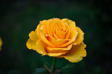 Yellow rose in the garden on a dark background.