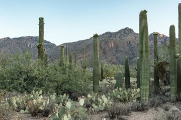 Peel and stick wall murals Khaki Cactus in the Sonoran Desert of southern Arizona with saguaro and prickly pear cactus in bloom.