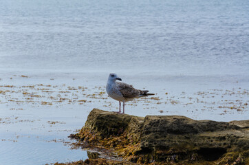 The seagull feeds on the shore, against the background of the blue sea.
