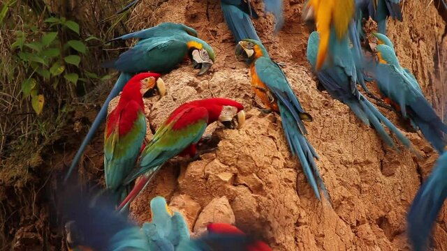 Peruvian Rainforest - Wildlife of Tambopata National Reserve, Madre de Dios, Peru