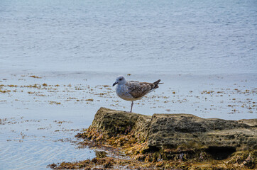 The seagull feeds on the shore, against the background of the blue sea.