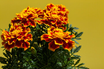 red and orange Marigolds on a yellow background