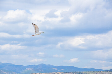 Seagull flies against the blue sky.