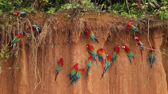 Peruvian Rainforest - Wildlife of Tambopata National Reserve, Madre de Dios, Peru