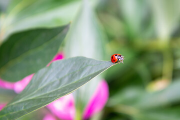 Ladybug on a bush (Coccinellidae) in summer.