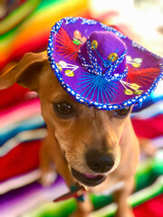 Chiweenie dog wearing colorful sombrero