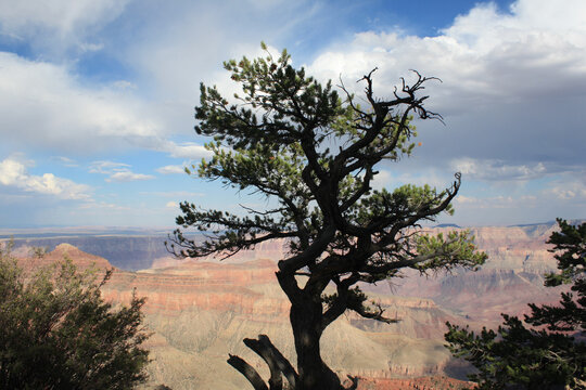 tree in the desert, canyon tree, pine tree, canyon