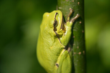 Male of European tree frog (hyla arborea) sitting on a willow trunk waiting for females during breeding season. Wildlife macro photography