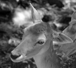 Close up fallow deer (Dama dama) is a ruminant mammal belonging to the family Cervidae. This common species is native to western Eurasia, © Daniel Meunier