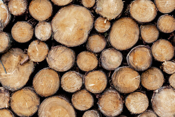 Cut tree trunks, Dry chopped firewood logs stacked up on top of each other in a pile, Timber wood wall texture background.