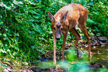 Endlich Wasser: Durstiges Reh in der Zülpicher Börde an der Wasserstelle