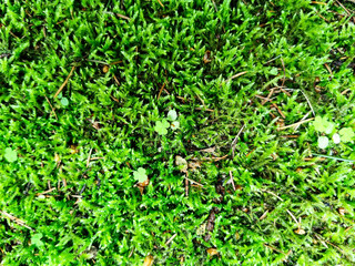Bright moss cover in wood with small clover leaves. Summer foliage close up picture with nature texture