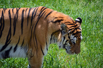 Amur Siberian tiger is a Panthera tigris tigris population in the Far East, particularly the...