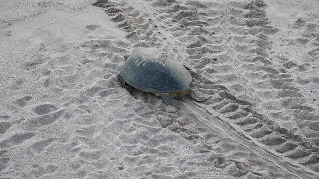 Green back turtle with sand tracks at nesting place at Ras al Jinz reserve