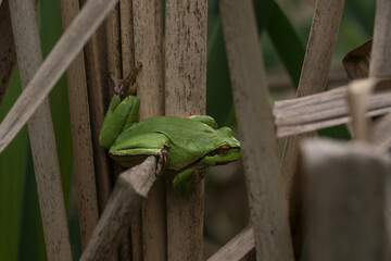 Male of European tree frog (Hyla arborea) sitting on dry cattail leaf waiting for females during breeding season. Wildlife macro take with green beige contrast