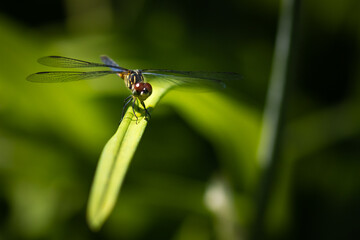 Macro of dragonfly