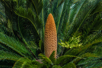 Sego Fern