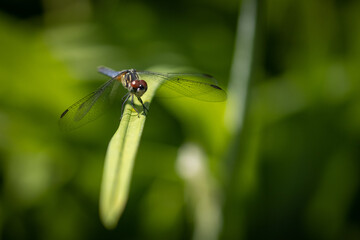 Macro of dragonfly