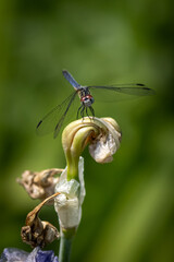 Macro of dragonfly