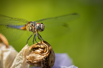 Macro of dragonfly