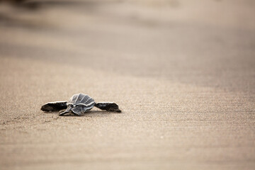 A baby leatherback turtle hatchling moves on sand