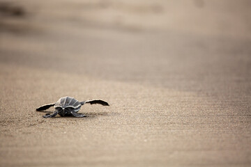 A baby leatherback turtle hatchling moves on sand