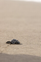 A baby leatherback turtle hatchling moves on sand