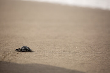 A baby leatherback turtle hatchling moves on sand toward the ocean